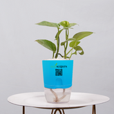 Money Plant Golden
